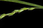 Roan Mountain sedge